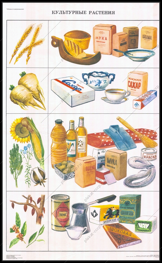 Оригинальный плакат СССР культурные растения пищевая промышленность