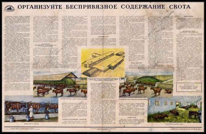 Оригинальный советский плакат организуйте беспривязное содержание скота коровы животноводство