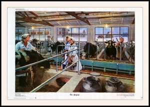 Оригинальный плакат СССР доярки ферма коровы животноводство