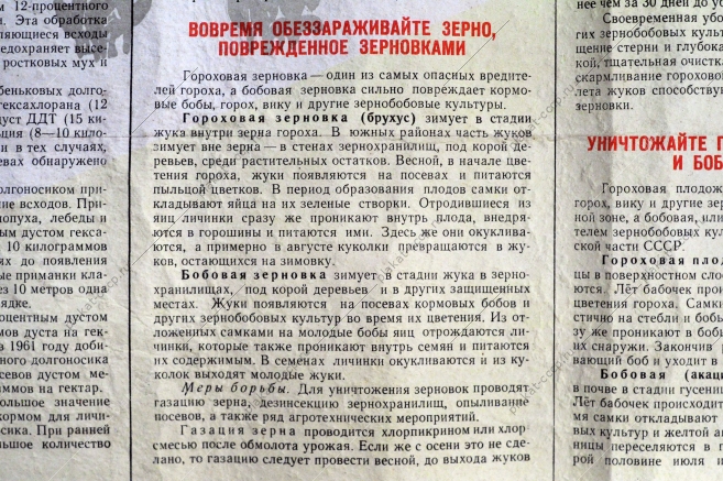 Плакат СССР: Защищайте зернобобовые от вредителей и болезней. Агротехнические советы совхозам и колхозам, 1962 год