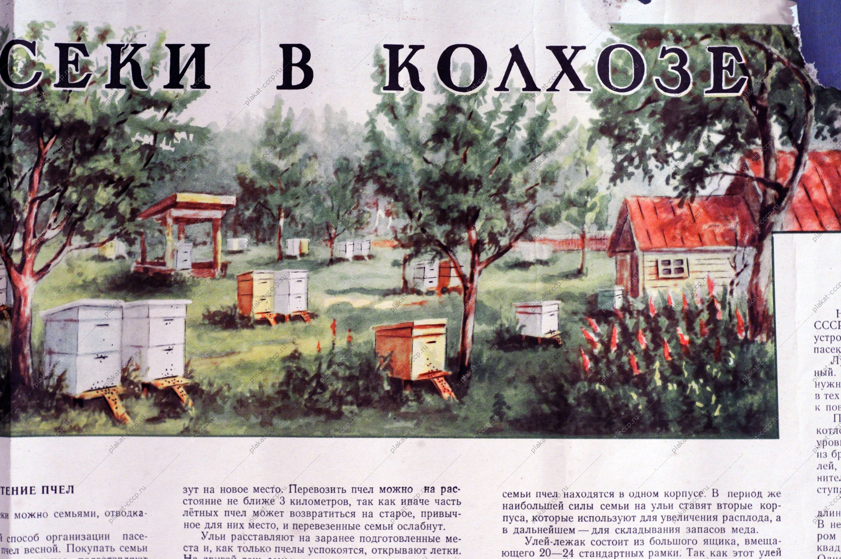 Плакат СССР А.В.Полякова, Организация пасеки в колхозе, 1956 год