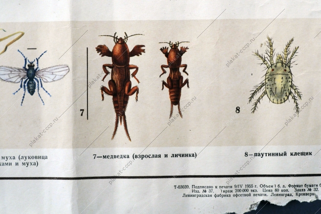 Плакат СССР, А.Ш.Карамин, Боритесь с вредителями овощных культур, 1955 год