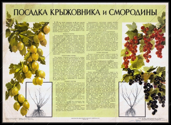 Оригинальный плакат СССР посадка крыжовника и смородины сельское хозяйство