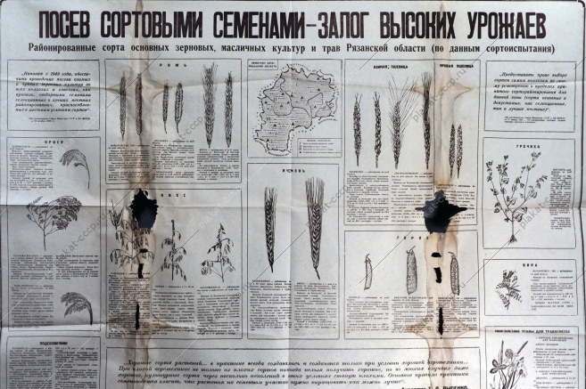 Плакат СССР А.Н.Комаров - Посев семенами - залог высокого урожая, 1951 год