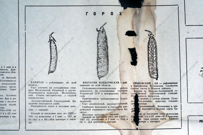 Плакат СССР А.Н.Комаров - Посев семенами - залог высокого урожая, 1951 год