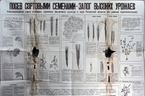 Плакат СССР А.Н.Комаров - Посев семенами - залог высокого урожая, 1951 год