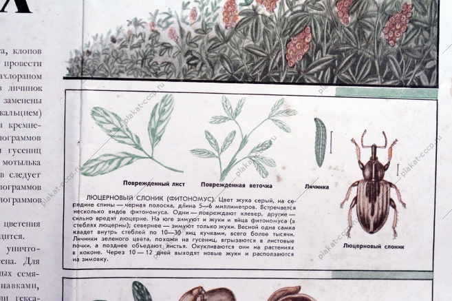 Советский плакат, Охраняйте посевы семенников трав от вредных насекомых, В.П.Политкин, 1953