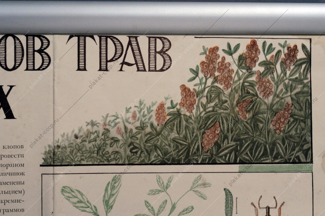 Советский плакат, Охраняйте посевы семенников трав от вредных насекомых, В.П.Политкин, 1953