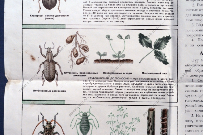Советский плакат, Охраняйте посевы семенников трав от вредных насекомых, В.П.Политкин, 1953