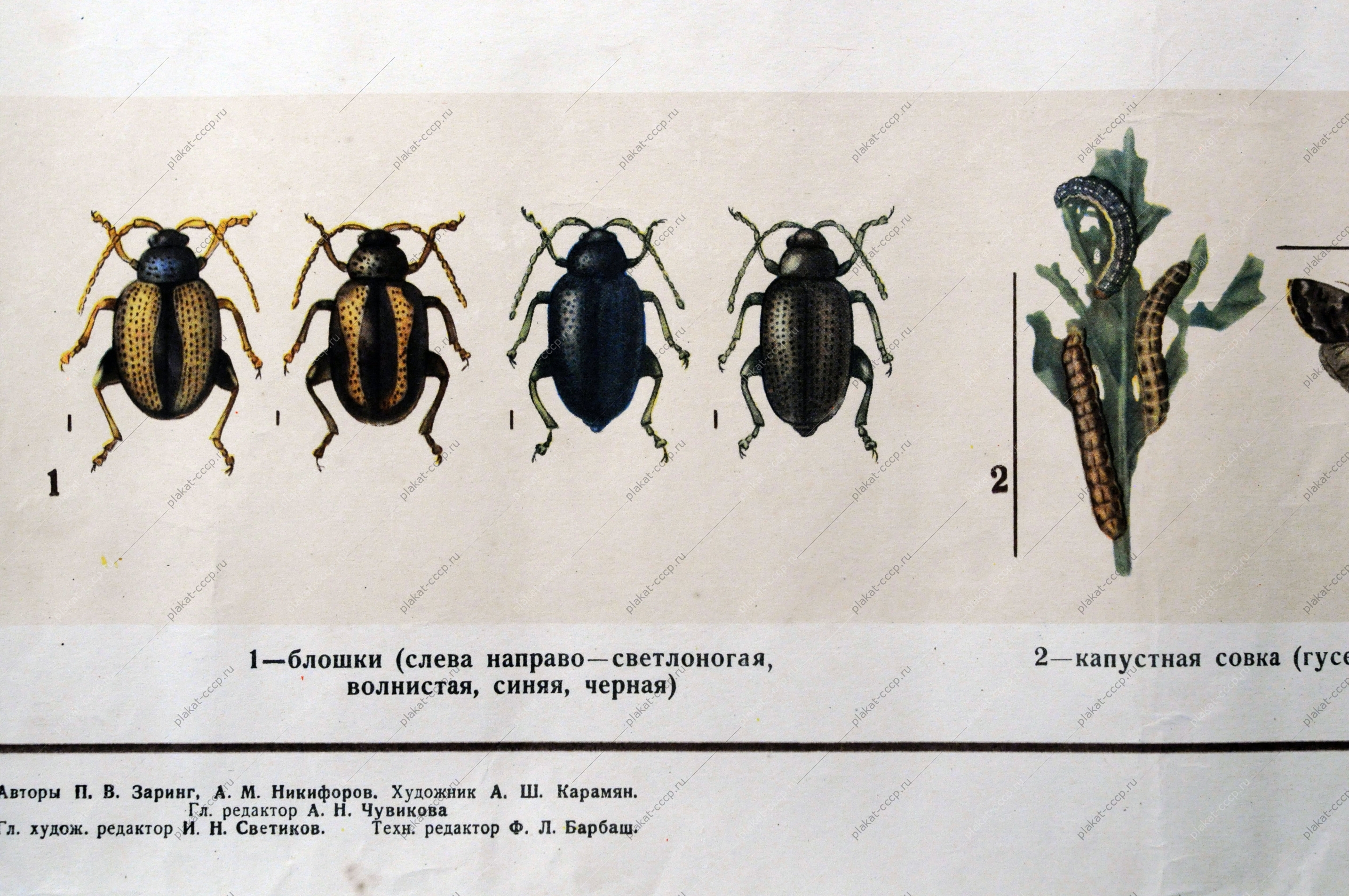 Плакат СССР, А.Ш.Карамин, Боритесь с вредителями овощных культур, 1955 год