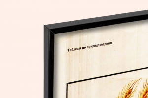 Оригинальный плакат СССР культурные растения