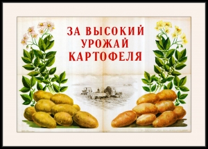 Оригинальный советский плакат за высокий урожай картофеля