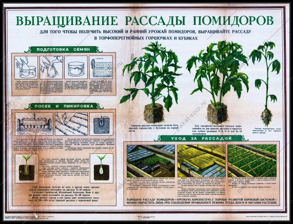 Оригинальный плакат СССР выращивание рассады помидоры в теплице парник помидоры