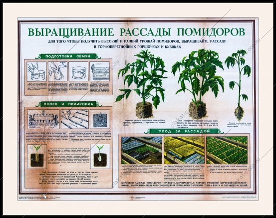Оригинальный плакат СССР выращивание рассады помидоры в теплице парник помидоры