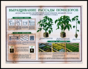 Оригинальный плакат СССР выращивание рассады помидоры в теплице парник помидоры