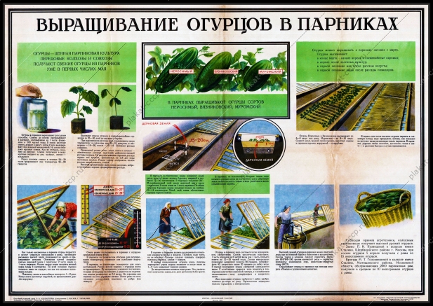 Оригинальный плакат СССР выращивание огурцы парник теплица