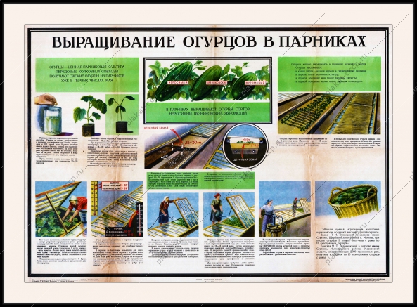 Оригинальный плакат СССР выращивание огурцы парник теплица