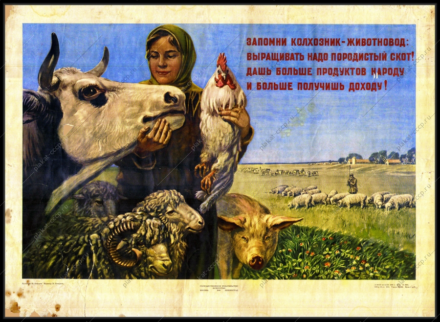 Оригинальный советский плакат выращивание породистого скота овец баранов