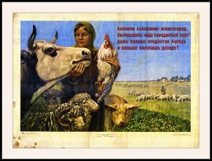 Оригинальный советский плакат выращивание породистого скота овец баранов
