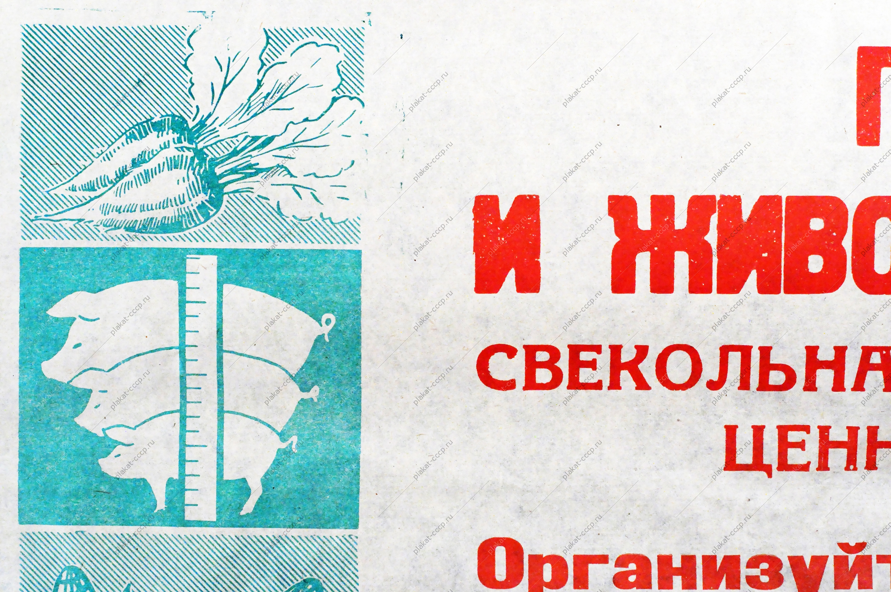 Растяжка плакат СССР: Полеводы и животноводы области Организуйте полный и своевременный сбор и вывозку ботвы на фермы и в силосохранилища 1972 год