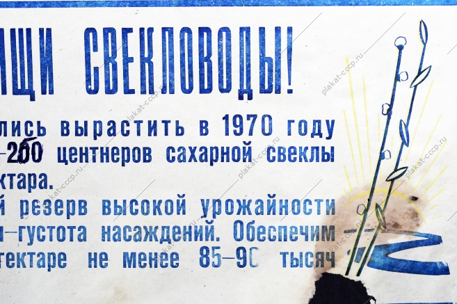 Растяжка плакат СССР: Товарищи свекловоды Вы обязались вырастить в 1970 году не менее 260 центнеров сахарной свеклы с каждого гектара 1970 год