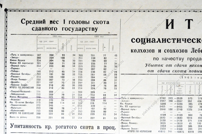 Итоги социалистического соревнования колхозов и совхозов за 1966 год по качеству проданного государству скота