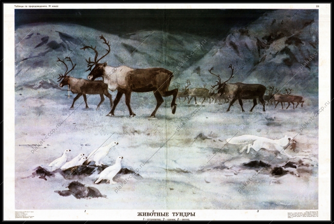 Оригинальный плакат СССР животные тундры Сибирь освоение Севера