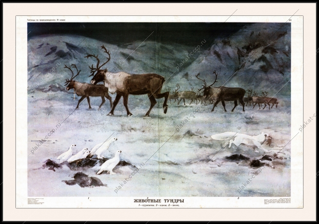 Оригинальный плакат СССР животные тундры Сибирь освоение Севера