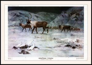 Оригинальный плакат СССР животные тундры Сибирь освоение Севера