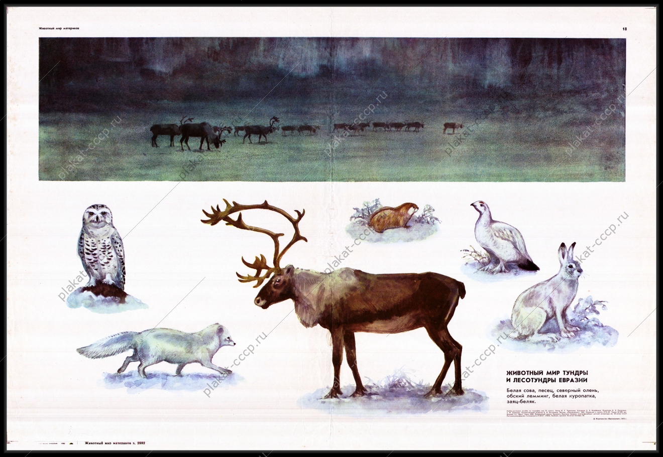 Оригинальный плакат СССР животный мир тундры и лесотундры Евразии