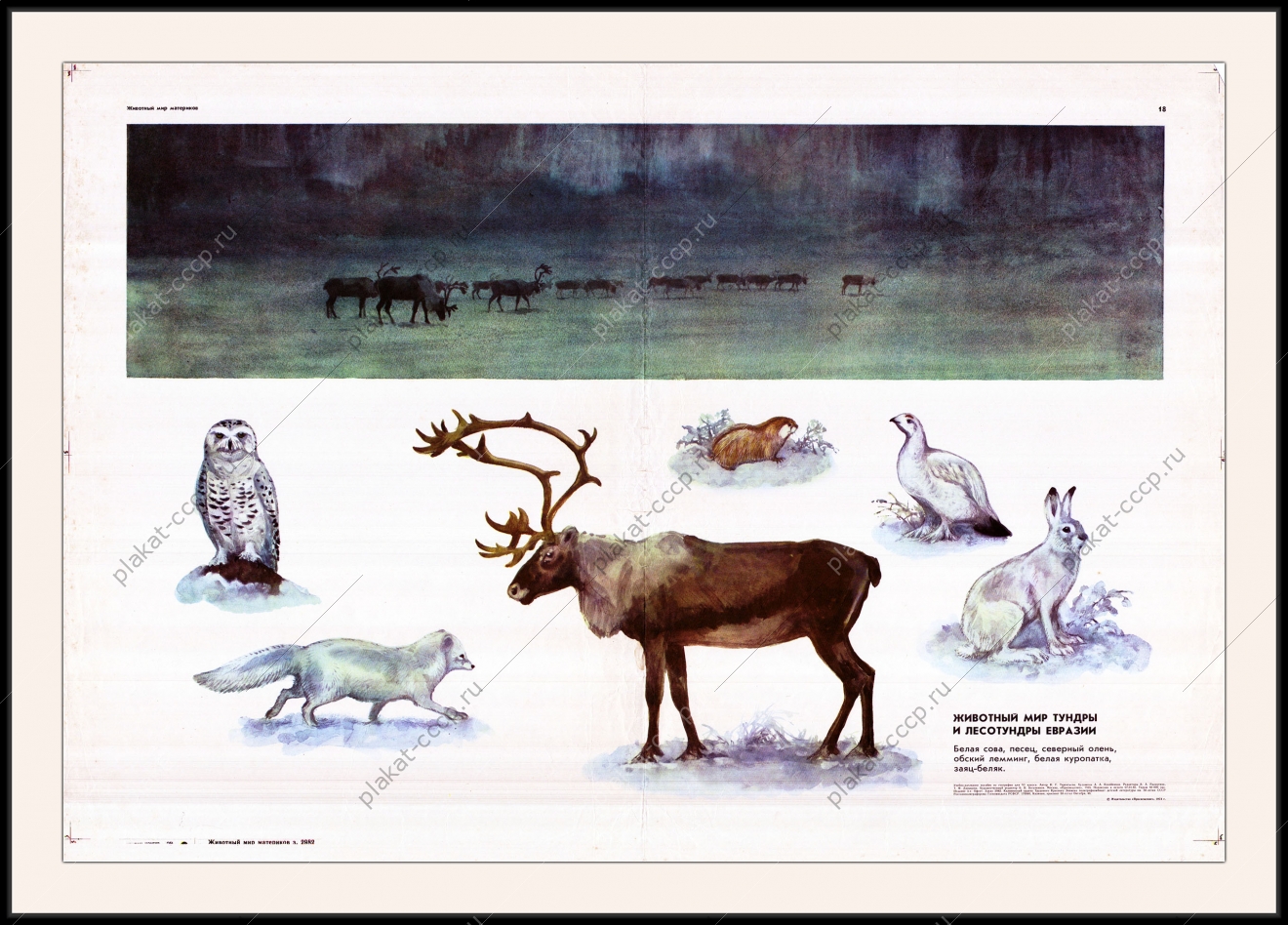 Оригинальный плакат СССР животный мир тундры и лесотундры Евразии