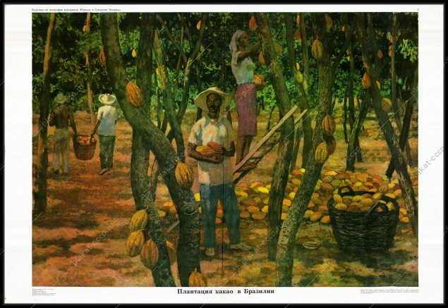 Оригинальный плакат СССР плантация какао в Бразилии