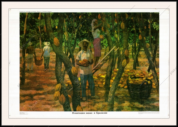 Оригинальный плакат СССР плантация какао в Бразилии