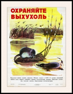 Оригинальный плакат СССР охраняйте выхухоль