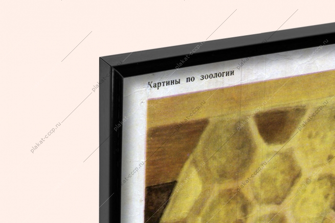 Оригинальный плакат СССР пчелы