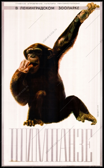 Оригинальный плакат СССР Ленинградский зоопарк Шимпанзе реклама СССР
