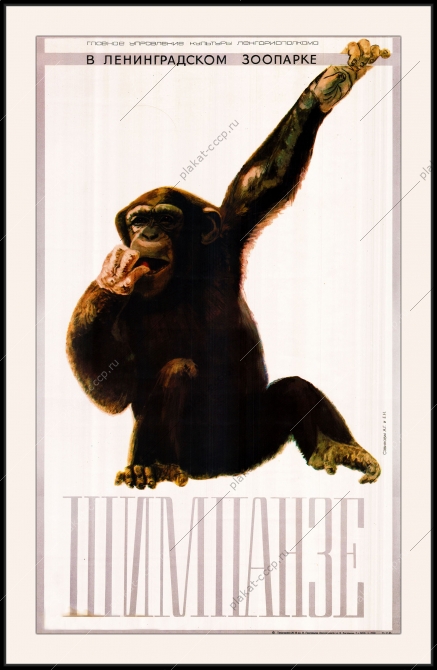 Оригинальный плакат СССР шимпанзе