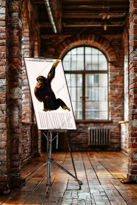 Оригинальный плакат СССР шимпанзе